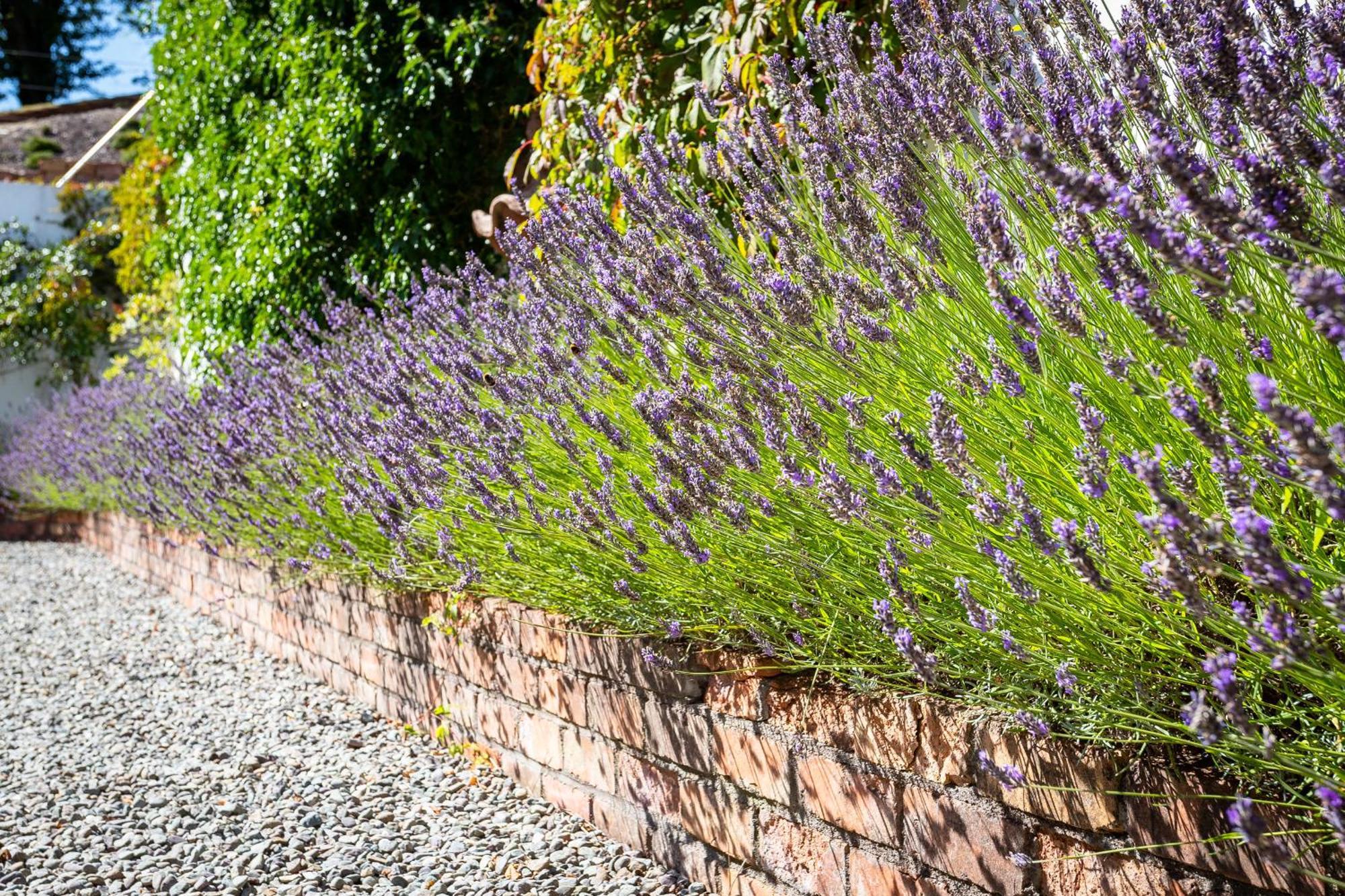 The Loft, Apple Lodge & Blossom Lodge Macroom Eksteriør bilde